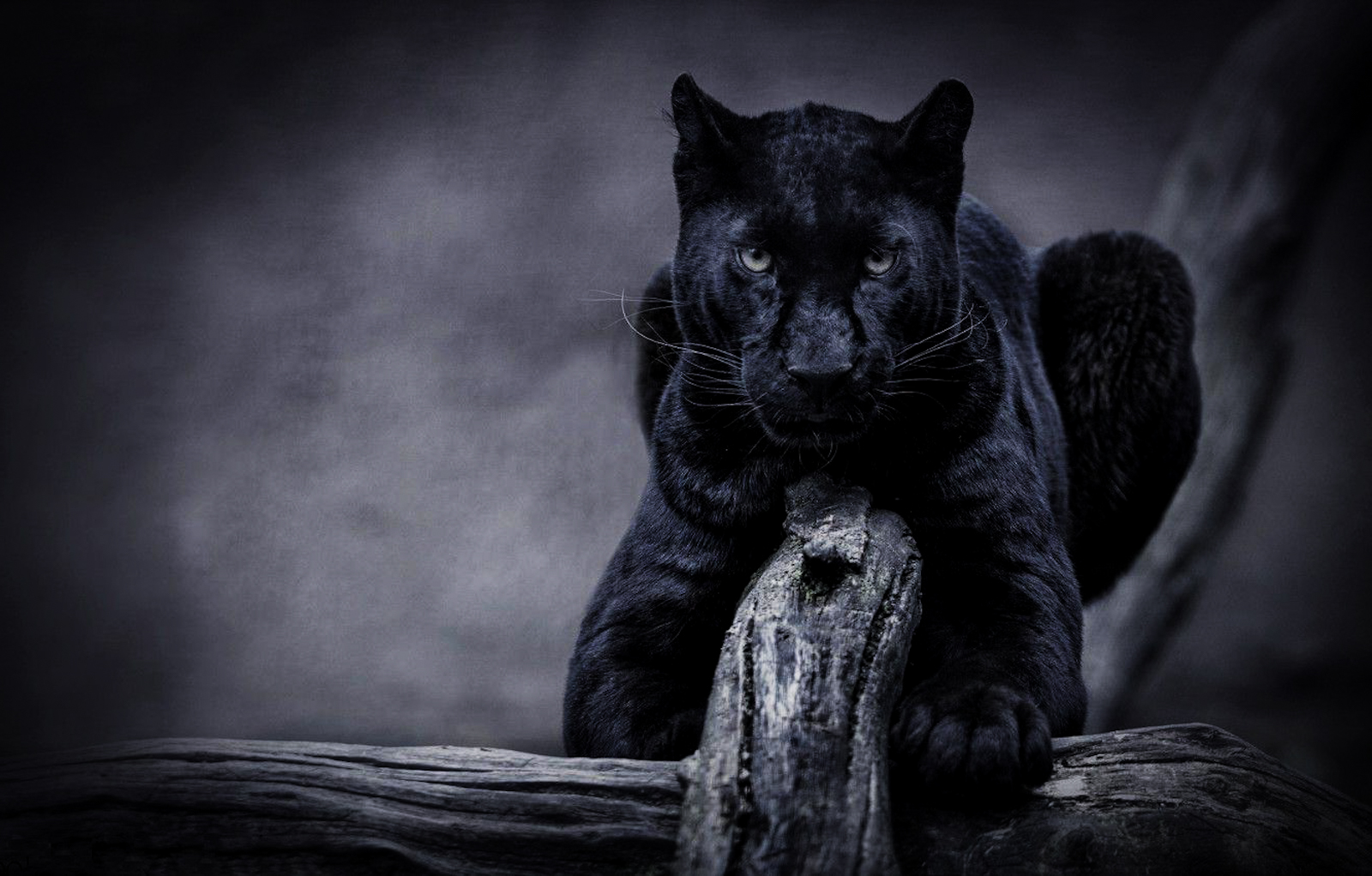Panthera